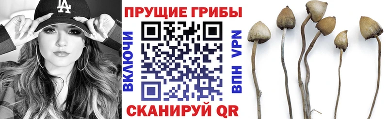 Купить  Петушки  Псилоцибиновые грибы GOLDEN TEACHER 